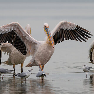 Soysambu - White pelican